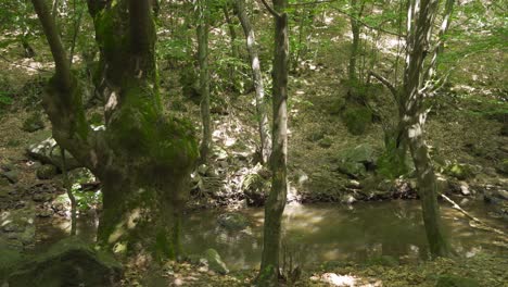 Stream-flowing-in-the-forest.
